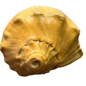 Vintage Whelk Conch Shell North Carolina Atlantic Ocean Nautical Beach Decor